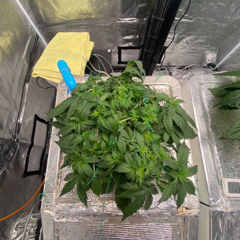 VANILLA FROSTING AUTO growlog timeline photo