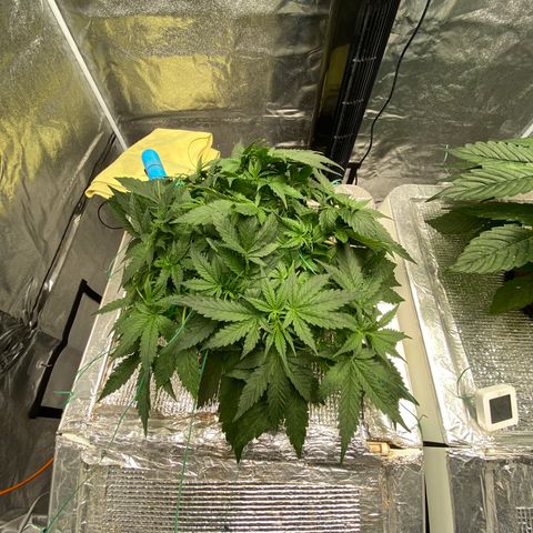 VANILLA FROSTING AUTO growlog timeline photo