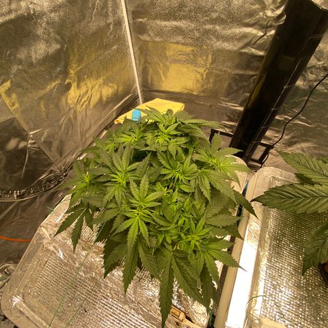 VANILLA FROSTING AUTO growlog timeline photo
