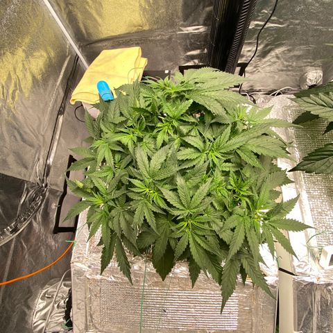 VANILLA FROSTING AUTO growlog timeline photo