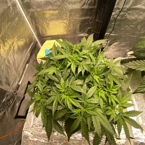 VANILLA FROSTING AUTO growlog timeline photo