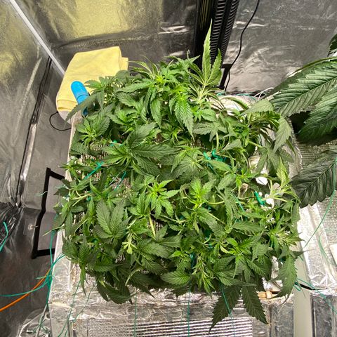 VANILLA FROSTING AUTO growlog timeline photo