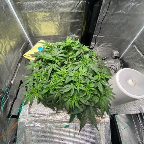 VANILLA FROSTING AUTO growlog timeline photo