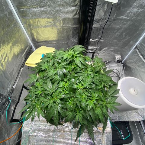 VANILLA FROSTING AUTO growlog timeline photo