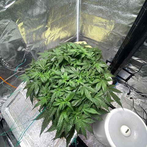 VANILLA FROSTING AUTO growlog timeline photo