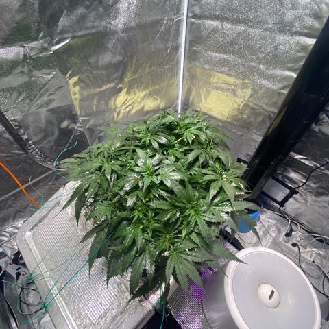 VANILLA FROSTING AUTO growlog timeline photo