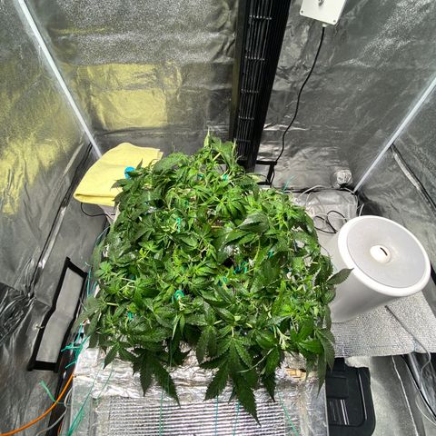 VANILLA FROSTING AUTO growlog timeline photo