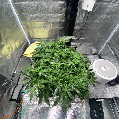 VANILLA FROSTING AUTO growlog timeline photo