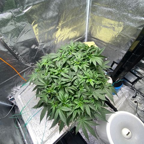 VANILLA FROSTING AUTO growlog timeline photo