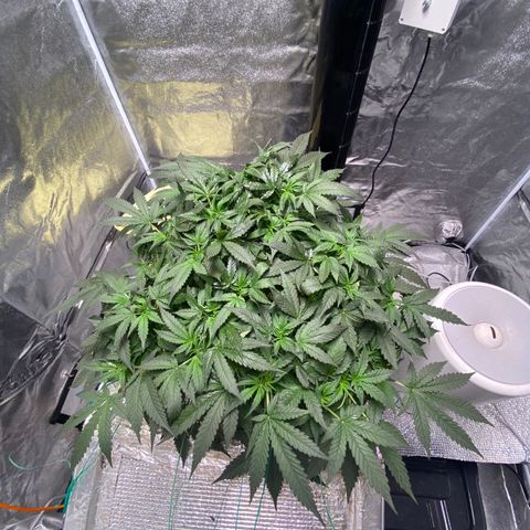 VANILLA FROSTING AUTO growlog timeline photo