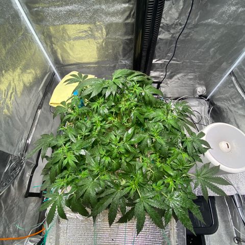 VANILLA FROSTING AUTO growlog timeline photo