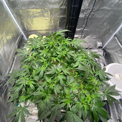VANILLA FROSTING AUTO growlog timeline photo