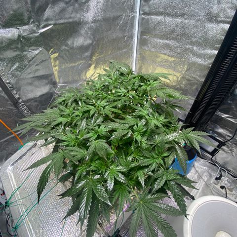 VANILLA FROSTING AUTO growlog timeline photo