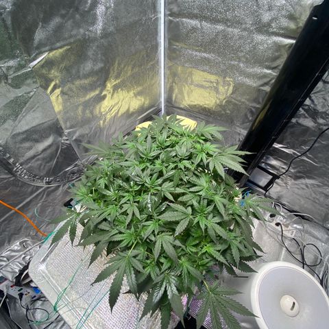 VANILLA FROSTING AUTO growlog timeline photo