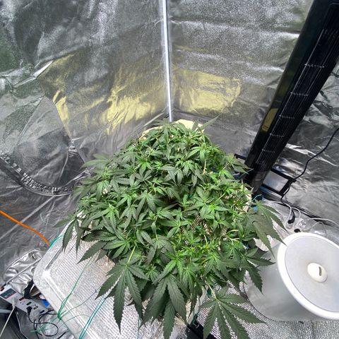 VANILLA FROSTING AUTO growlog timeline photo