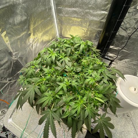 VANILLA FROSTING AUTO growlog timeline photo