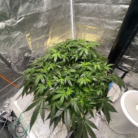VANILLA FROSTING AUTO growlog timeline photo
