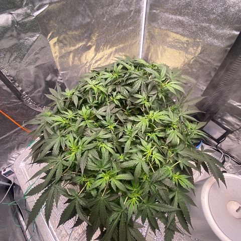 VANILLA FROSTING AUTO growlog timeline photo