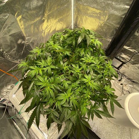 VANILLA FROSTING AUTO growlog timeline photo