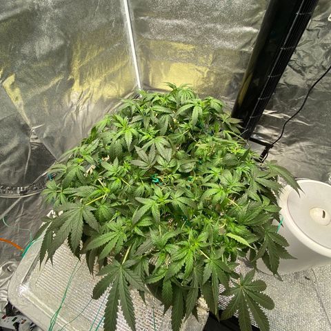 VANILLA FROSTING AUTO growlog timeline photo