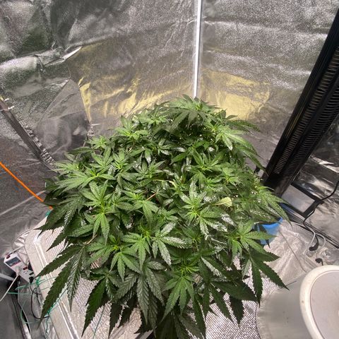 VANILLA FROSTING AUTO growlog timeline photo