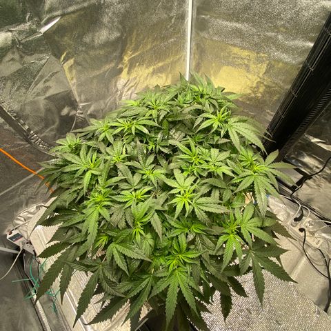 VANILLA FROSTING AUTO growlog timeline photo