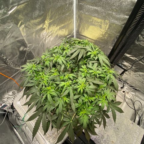 VANILLA FROSTING AUTO growlog timeline photo