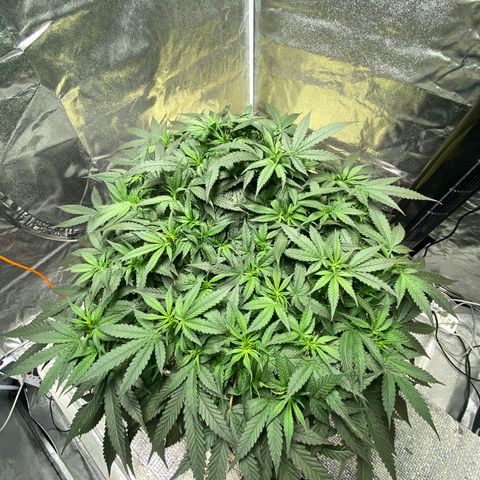 VANILLA FROSTING AUTO growlog timeline photo