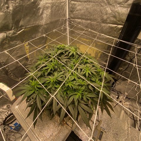 VANILLA FROSTING AUTO growlog timeline photo