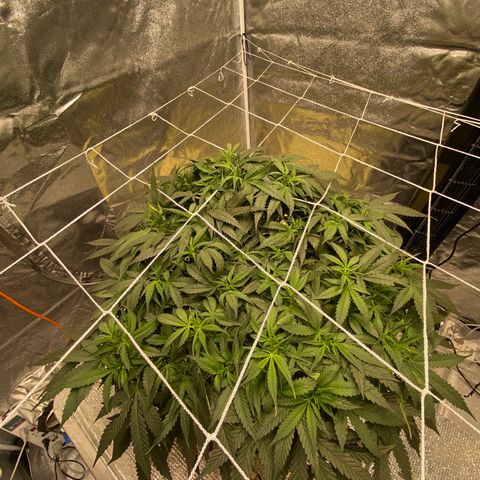 VANILLA FROSTING AUTO growlog timeline photo