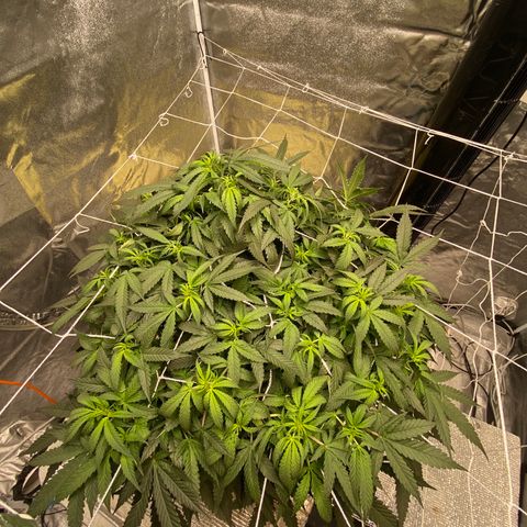 VANILLA FROSTING AUTO growlog timeline photo