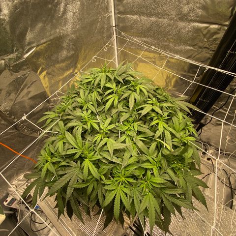 VANILLA FROSTING AUTO growlog timeline photo