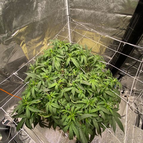 VANILLA FROSTING AUTO growlog timeline photo