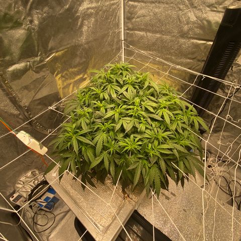 VANILLA FROSTING AUTO growlog timeline photo