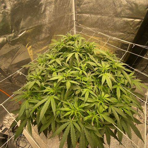 VANILLA FROSTING AUTO growlog timeline photo