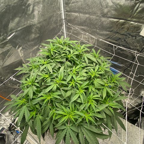 VANILLA FROSTING AUTO growlog timeline photo