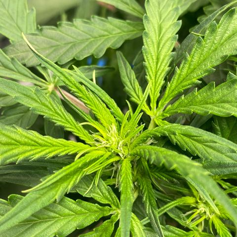 VANILLA FROSTING AUTO growlog timeline photo