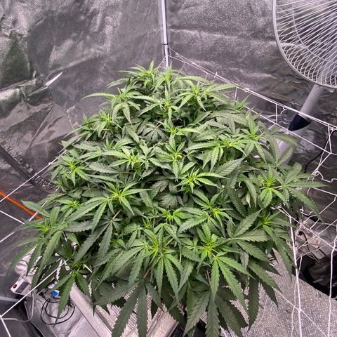 VANILLA FROSTING AUTO growlog timeline photo