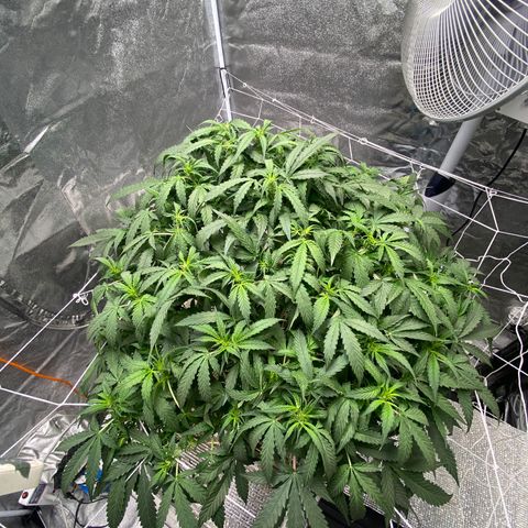 VANILLA FROSTING AUTO growlog timeline photo