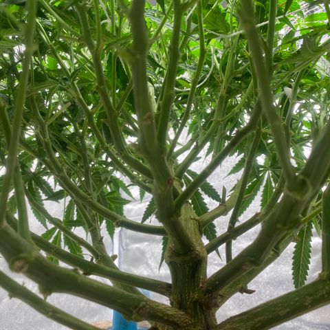 VANILLA FROSTING AUTO growlog timeline photo