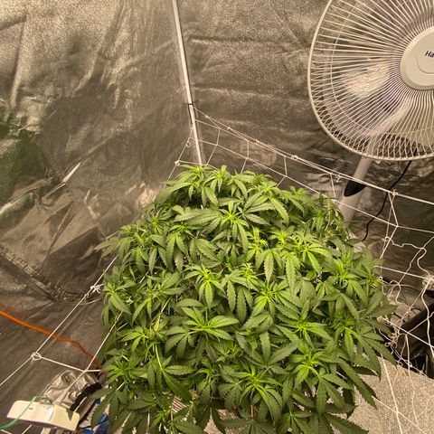 VANILLA FROSTING AUTO growlog timeline photo