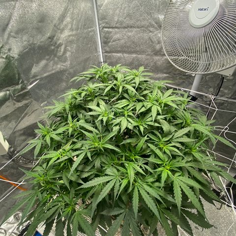 VANILLA FROSTING AUTO growlog timeline photo