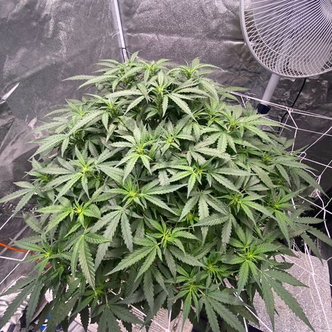 VANILLA FROSTING AUTO growlog timeline photo
