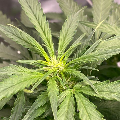 VANILLA FROSTING AUTO growlog timeline photo