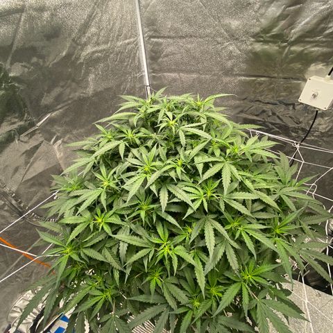 VANILLA FROSTING AUTO growlog timeline photo
