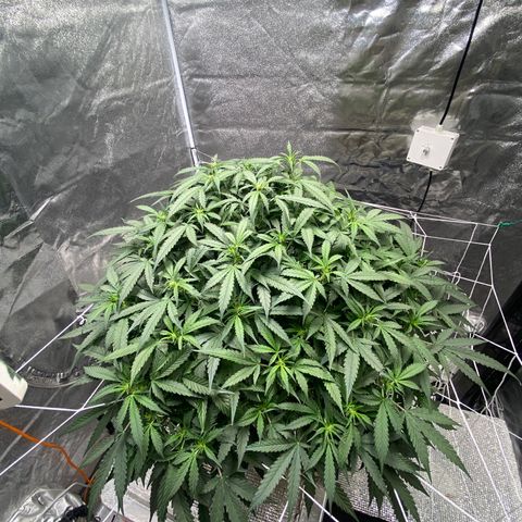 VANILLA FROSTING AUTO growlog timeline photo