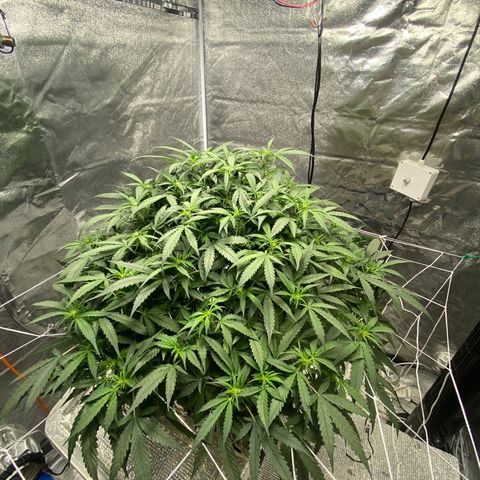 VANILLA FROSTING AUTO growlog timeline photo