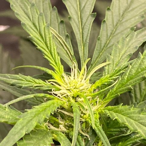VANILLA FROSTING AUTO growlog timeline photo