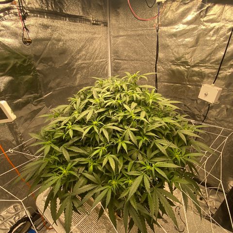 VANILLA FROSTING AUTO growlog timeline photo