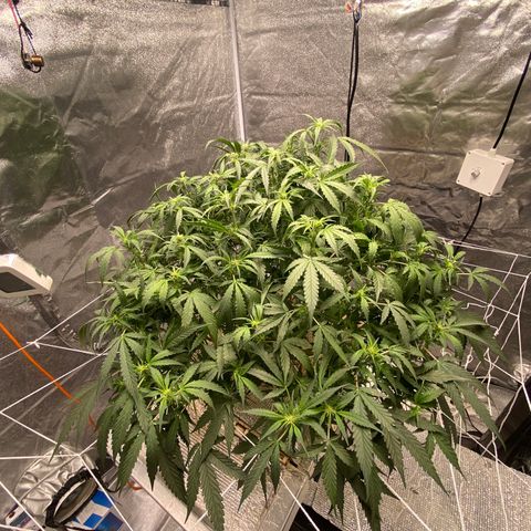 VANILLA FROSTING AUTO growlog timeline photo